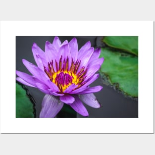 Purple Lily Pad Flower Photograph Posters and Art